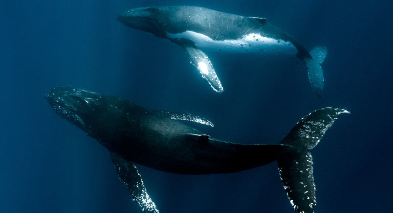 Under The Surface With April Wong